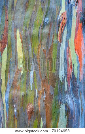 Rainbow Eucalyptus