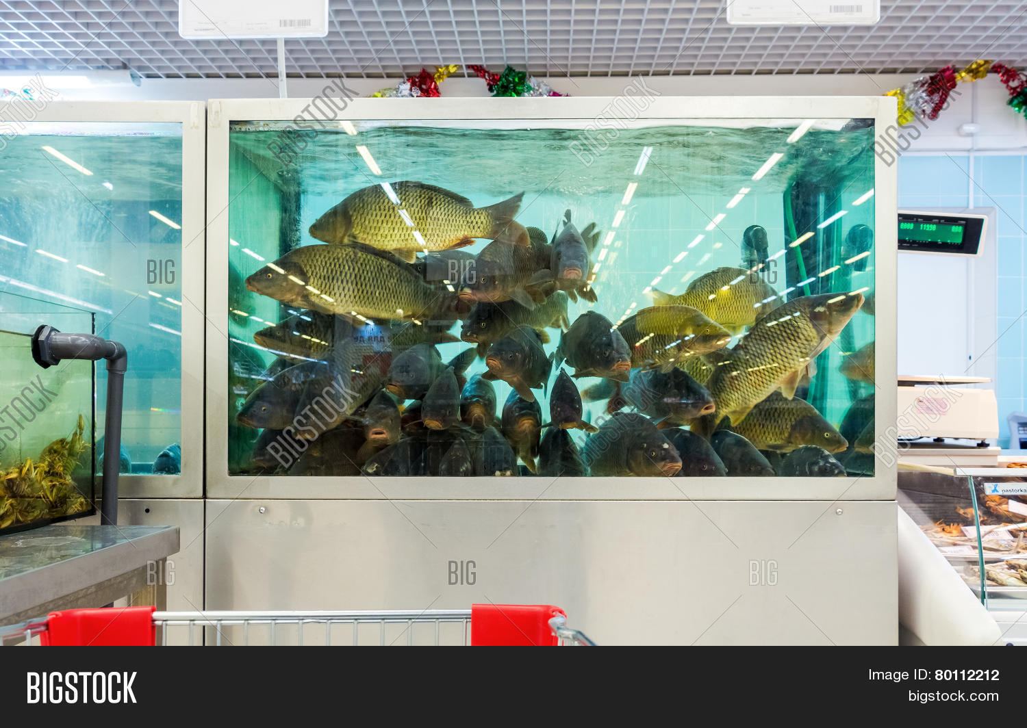 Аквариум амано. В конце рабочего дня в магазинном аквариуме. Большие аквариумы для дома. Мини разводня аквариумных рыбок. Аквариум-зоомир красноярск.