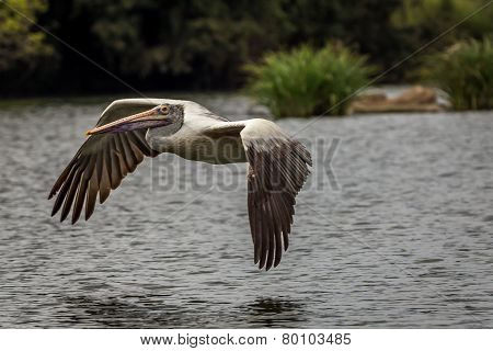 Pelican Flying Low Over Water with Bent Wings