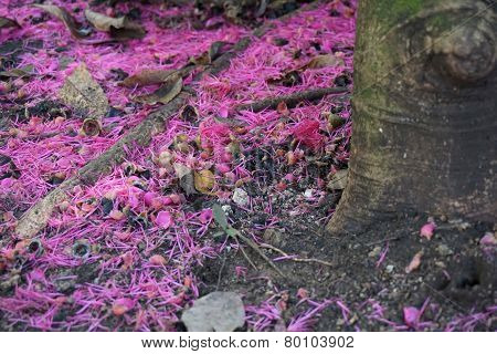 Pink Pollen Under The Rose Apple Tree