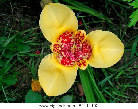 Yellow tigridia flower