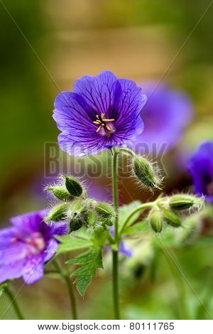 wood geranium
