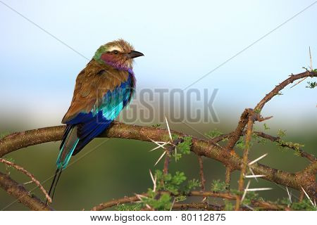 Lilac-breasted Roller