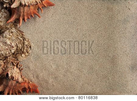 Sand background with shells