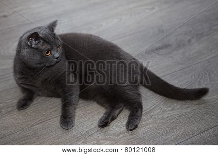 British shorthair cat on a laminate flooring