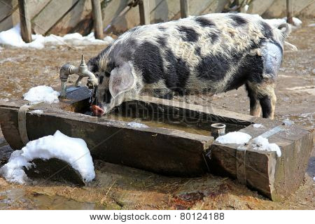 The Turopolje Pigs (Turopolje Schwein) - European pig drinking water from a wooden trough 