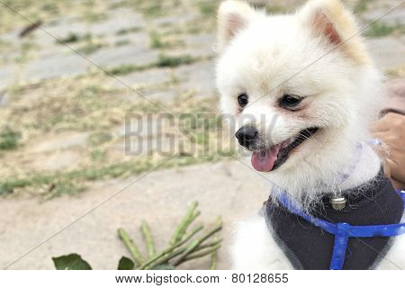 Pomeranian dog sit and stare