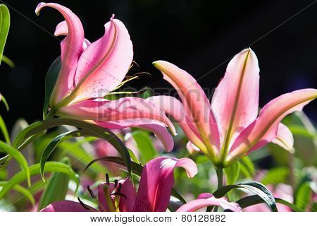 Lily flowers