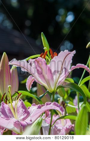 Lily flowers