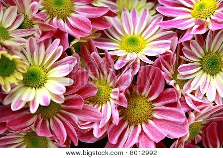 Chrysanthemum coronarium