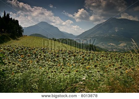 Field in Abruzzo, Italy