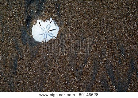 Flower on the beach