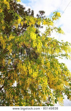 Golden Yellow Scented Flowering Branches Of The Golden Rain Tree