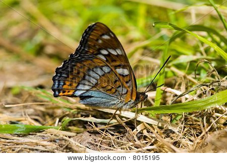 Motyl w trawie