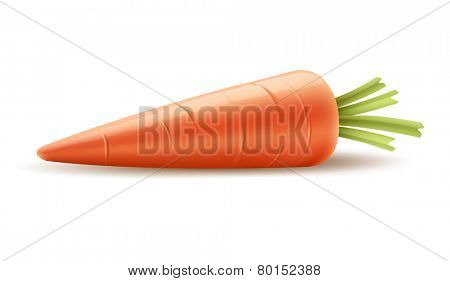 Red carrot organic vegetable. Eps10 vector illustration. Gradient mesh used. Isolated on white background