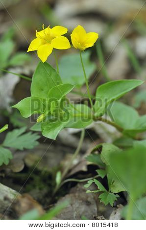 Strisciante-jenny - Lysimachia nummularia