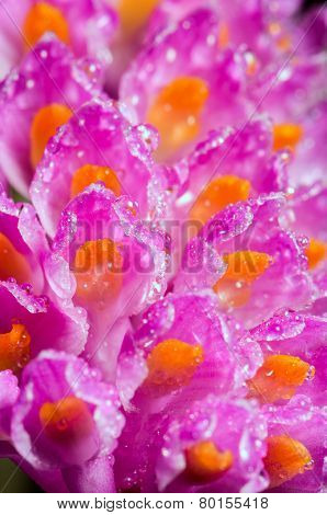 Pink Toothbrush Orchid Flower