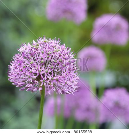 Alium Giganteum