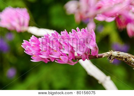 Pink Toothbrush Orchid Flower