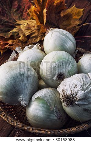 Harvest Onion