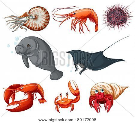 Illustration of different types of sea animals