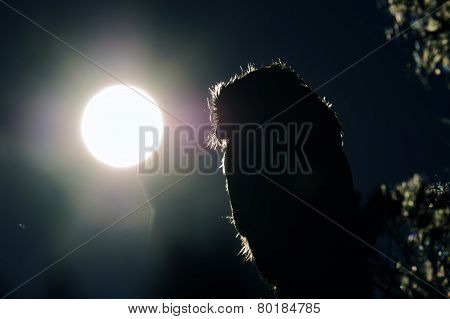 Boreal Owl Contour In Night