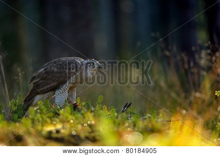 Northern Goshawk