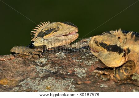 Australian Eastern Water Dragon