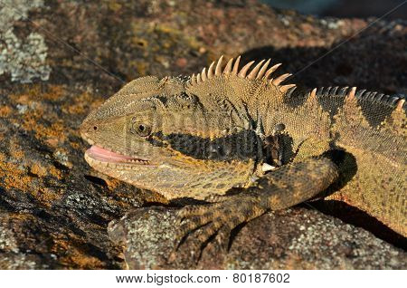 Australian Eastern Water Dragon