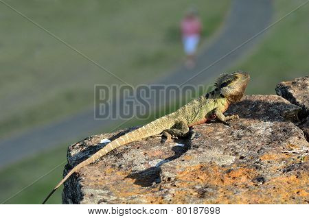 Australian Eastern Water Dragon