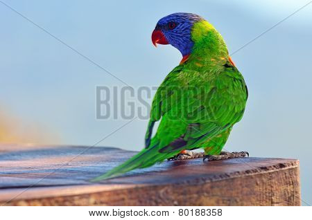 Australian Rainbow Lorikeet