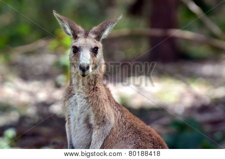 Eastern Grey Kangaroo Female