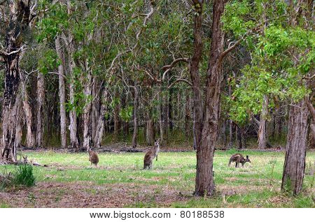 Eastern Grey Kangaroos