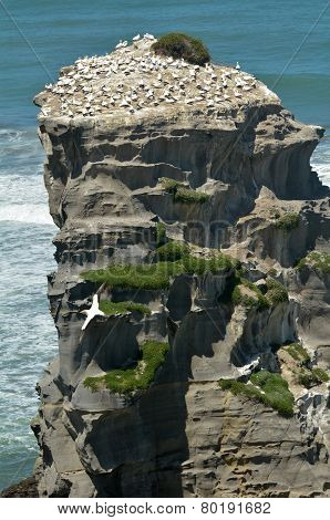 Muriwai Gannet Colony - New Zealand
