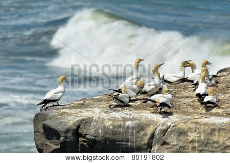 Muriwai Gannet Colony - New Zealand