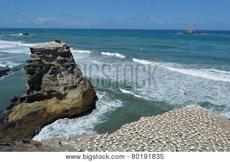 Muriwai Gannet Colony - New Zealand