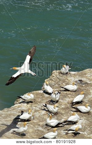 Muriwai Gannet Colony - New Zealand