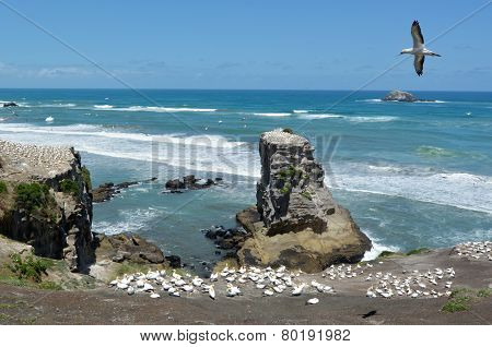 Muriwai Gannet Colony - New Zealand