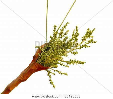 Areca Palm Flower