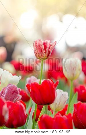 Blooming Spring Flowers Tulips In The Sunlight