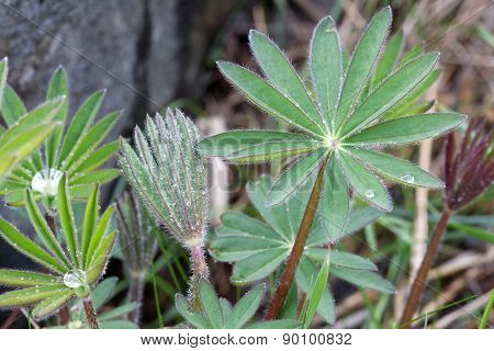 Lupine Leafs In Different Shapes And Water Drops