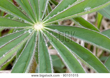 Lupine Leafs And Water Drops