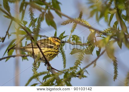 Cape May Warbler