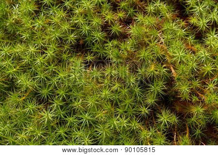 Star Moss, Tortula Ruralis, Green Plants Macro