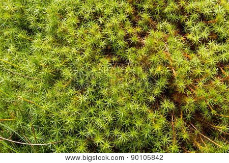 Star Moss, Tortula Ruralis, Green Plants Macro