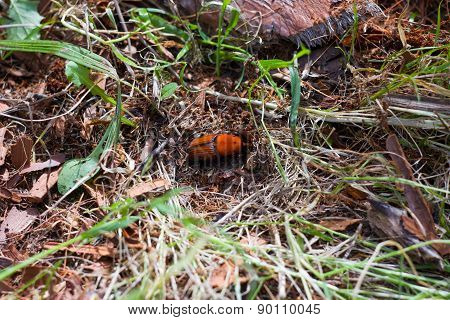 Red Palm Weevil insect on the ground