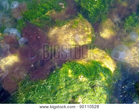 Jellyfishes In Seaweed