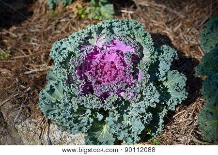 Organic Longlived Cabbage In The Garden With Sunlight