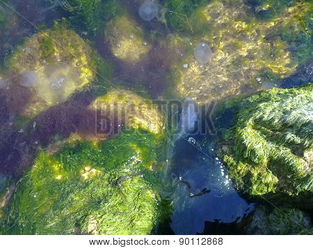 Jellyfishes in seaweed