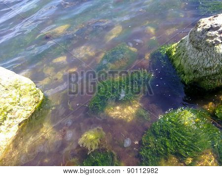Jellyfishes in seaweed